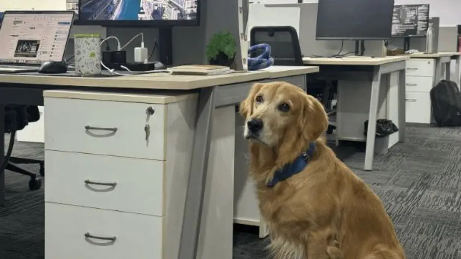 Hyderabad tech firm employs golden retriever as chief happiness officer