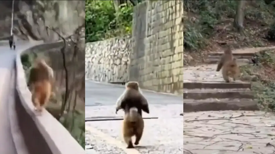 Monkey spotted running upright on hind limbs like humans, watch