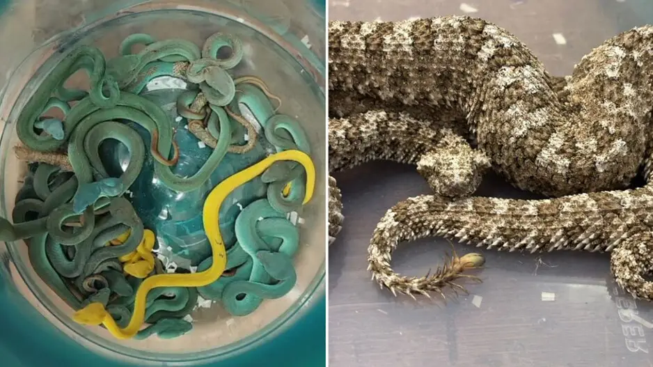 After Bhubaneswar airport, reptiles from passenger returning from Thailand seized at…