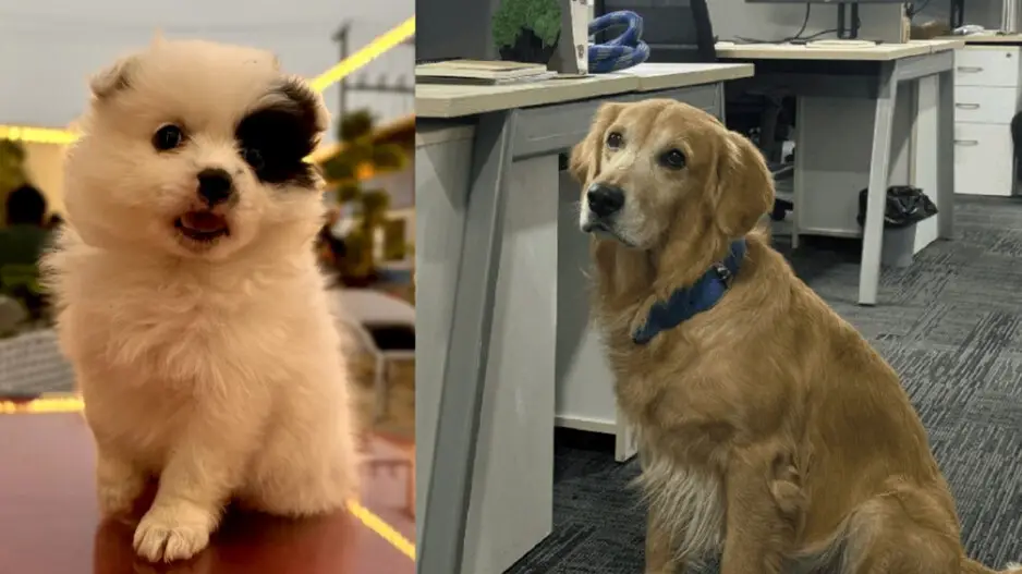 Hyderabad start-up's Chief Happiness Officer Denver stealing hearts! Know how pet-friendly policies can make a difference