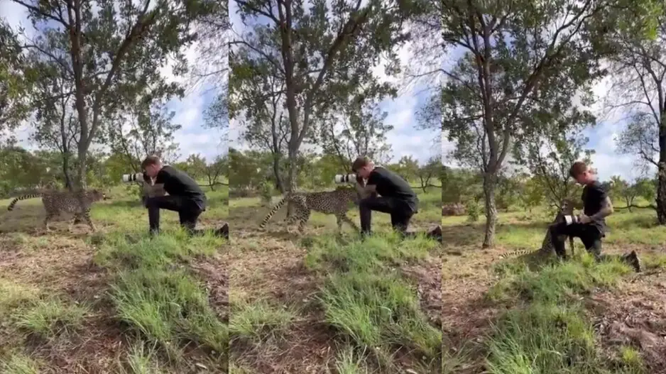 Wildlife photographer 'stumbles upon' Cheetah, what happens next is shocking; watch
