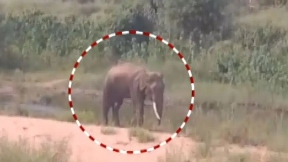 Injured tusker spotted roaming in Keonjhar forest after suspected poaching attempt