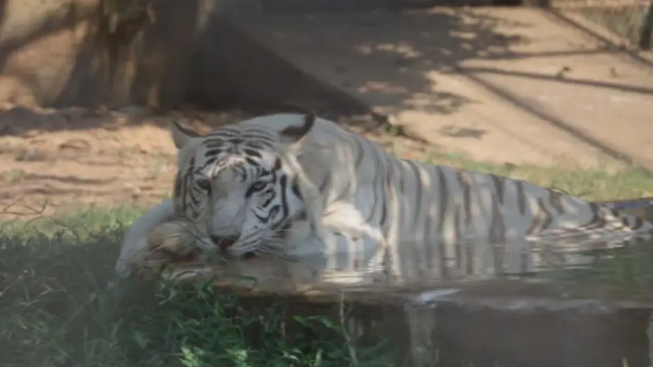 Celebrations at Nandankanan Zoo as Tigress Mousumi gives birth to 2 new cubs
