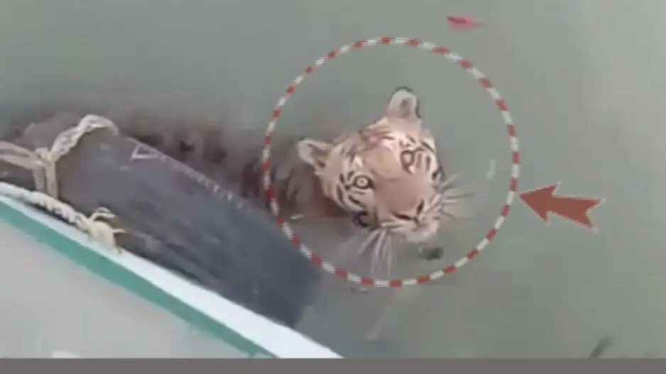 Seconds from danger: Royal Bengal Tiger attempts to board ferry filled with tourists in Sundarbans