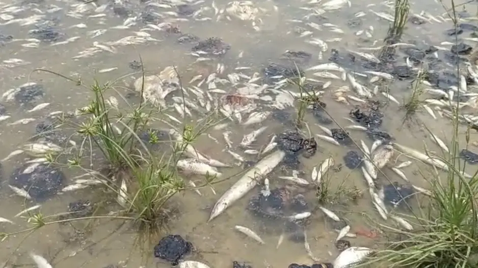 Quintals of dead fish found floating in Odisha village ponds trigger outrage