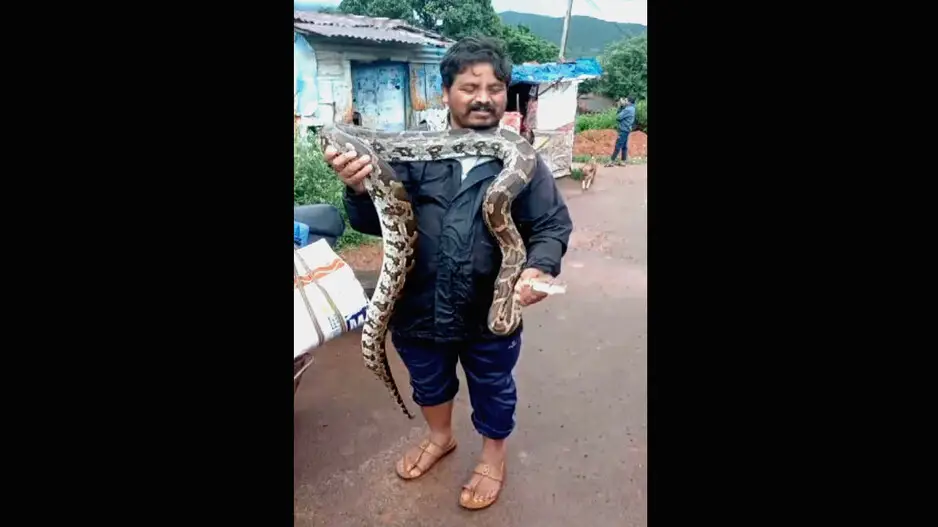 Giant python rescued in Odisha; video goes viral