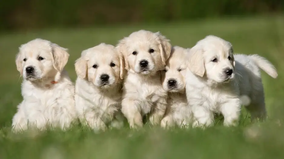 Man kills 5 puppies for barking, arrested after video goes viral