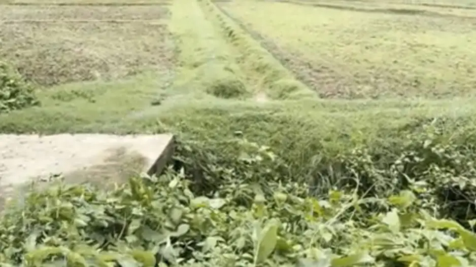 Irrigation canals buried under neglect in Cuttack, farmers struggle to find water