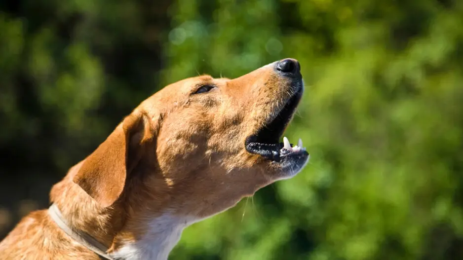 Dog’s bark saves 67 lives as in Himachal’s Mandi