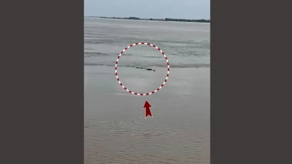 Villagers alarmed after crocodile sighted in Mahanadi near Paradip