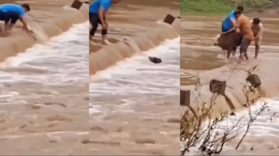 Humanity still alive! Men rush to fish out calf from floodwaters, watch