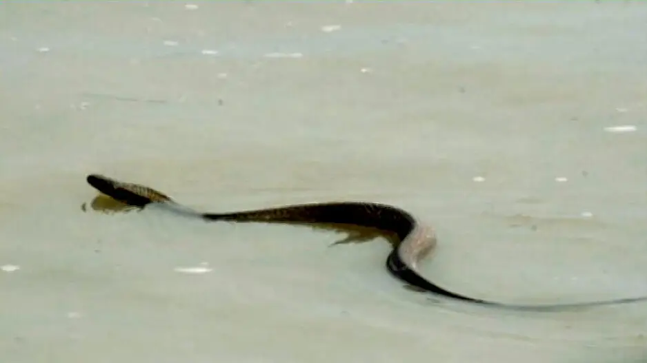 Urgent advisory issued as snakebite incidents surge in flood-prone areas of Odisha