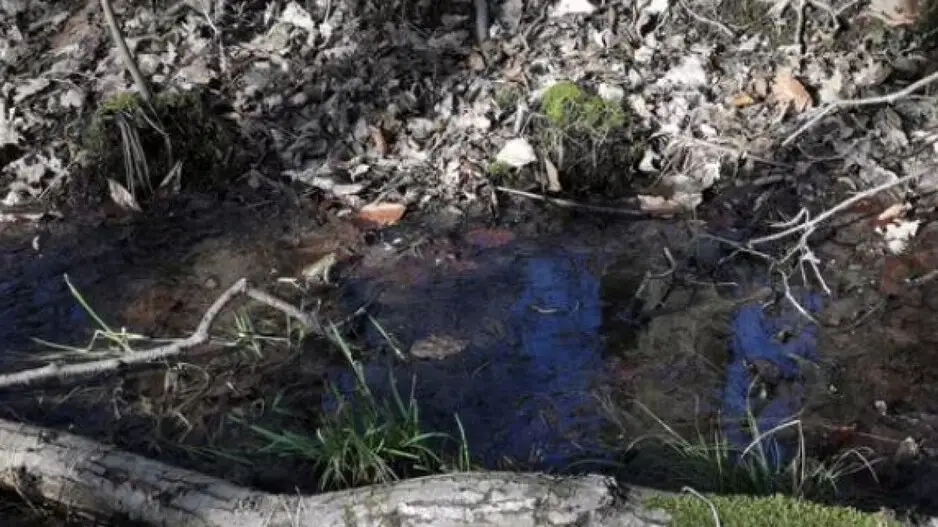 Optical Illusion test: Can you spot the two hidden toads here?