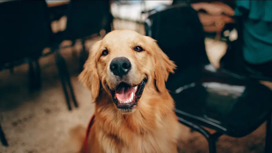 Want relaxed air travel? Pet a puppy at Hyderabad Airport