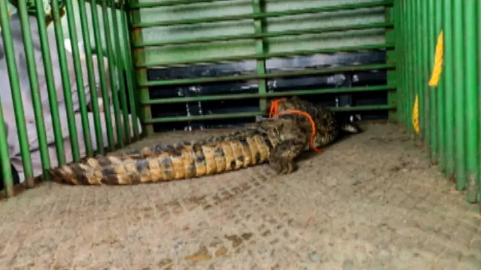 Crocodile captured after 4-day hide-and-seek in Odisha village pond