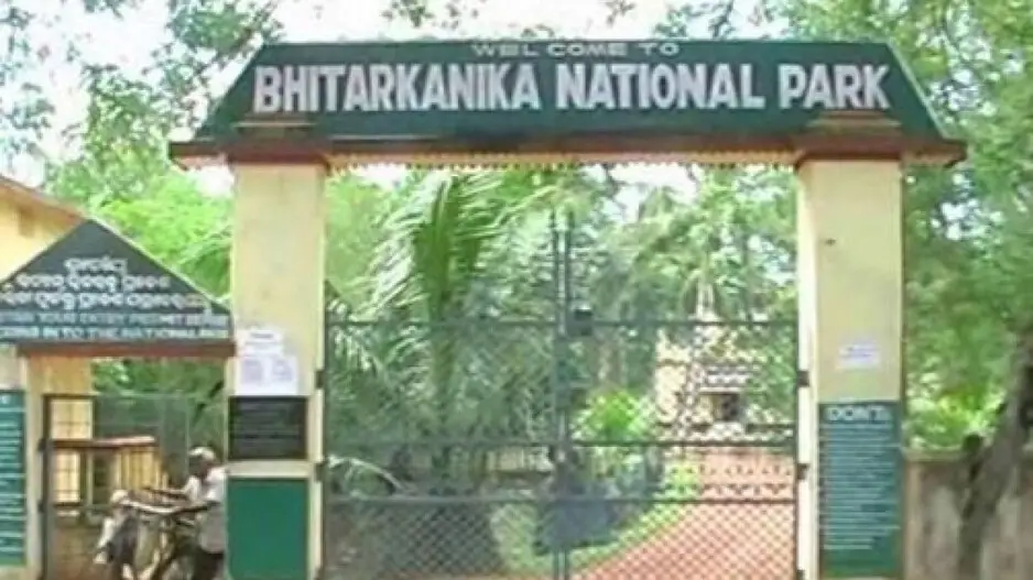 Baby crocs break out of eggshells in Odisha's Bhitarkanika National Park