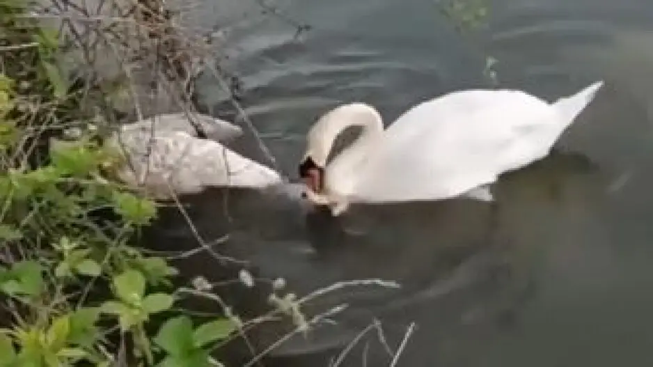 A love beyond life: Swan’s heartbreaking goodbye to its lifeless mate moves the Internet