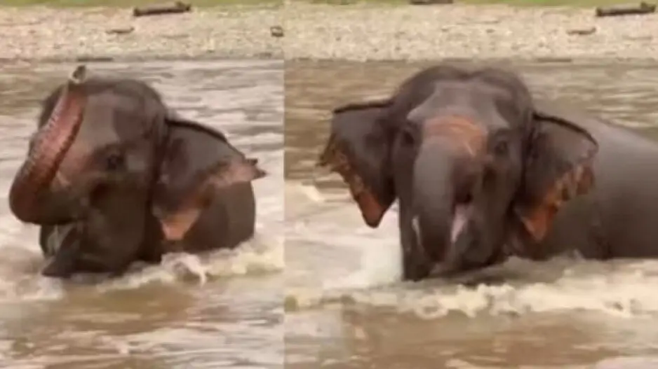 Baby elephant’s blissful swimming & joyful melodic trumpet call is pure joy; watch