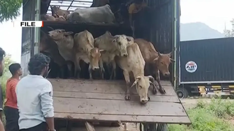 Cow slaughter continues unabated, Orissa HC orders appointment of a competent authority to enforce ban