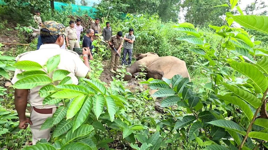 Female elephant found dead in Satkosia forest