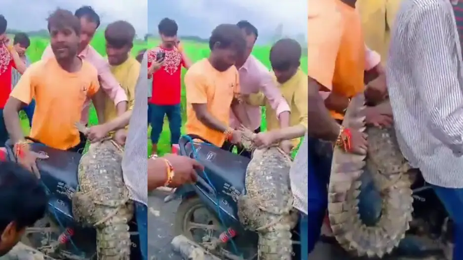 Crocodile gets a bike ride to home after rescue by UP boys, watch