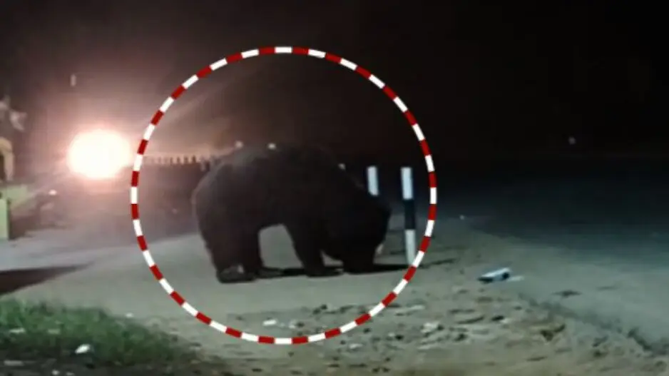 Wild bear roaming near Budharaja temple in Odisha sparks panic among locals