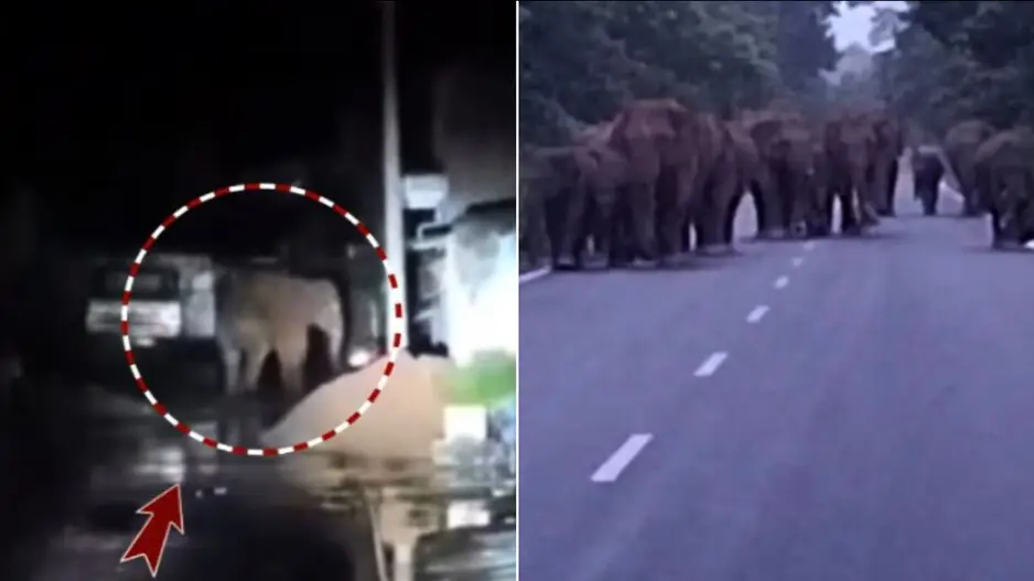 Tusker sparks fear in G. Udayagiri, another elephant herd sighted in Athagarh