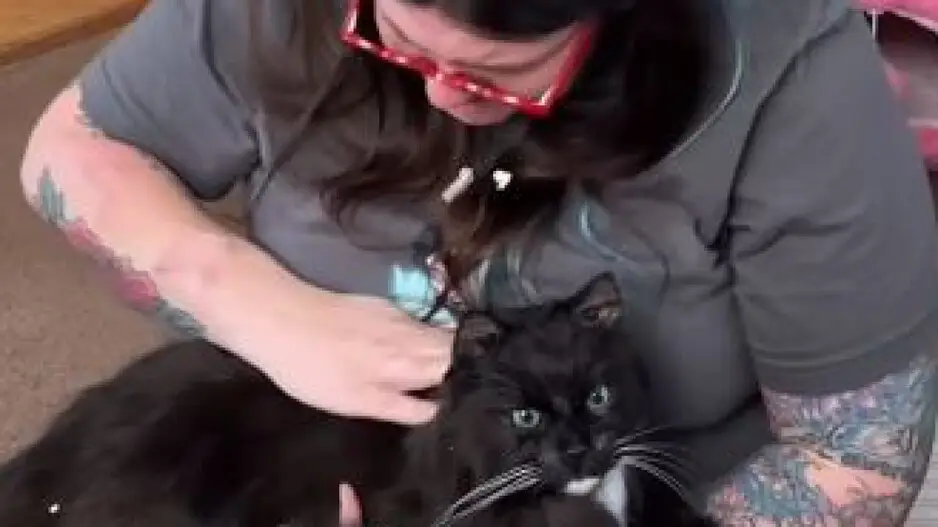 Love or Obsession? New York woman preserves pet cat, draws mixed reactions
