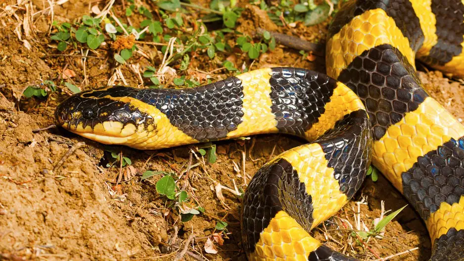 Nabarangpur tragedy: Infant, his sister succumb after snakebite treated with ‘superstition’