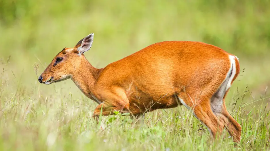 Forest officials rescue barking deer in Odisha's Ganjam