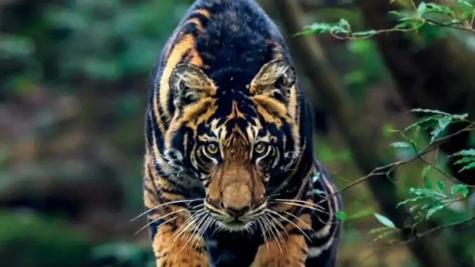 Rare Melanistic tiger of Odisha finds place on NatGeo cover