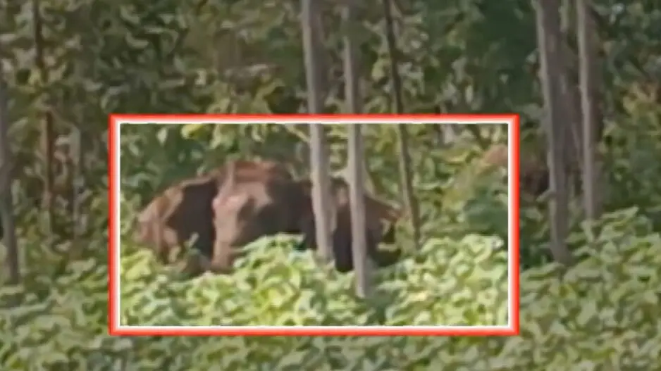 Homes crushed, fields ravaged: Bolangir, Rourkela grapple with elephant menace