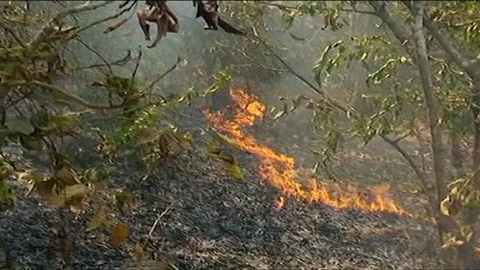 Surge in wildfire incidents across Odisha; 2,586 fire points detected in 7 days