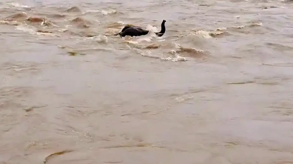 Elephant trapped in Brahmani River due to water level surge, escapes